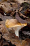 Hygrophorus arbustivus